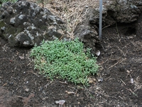 ova Gussonea-Cerastium tomentosum aetnaeum 20110529 150